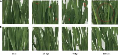 Resistance to Powdery Mildew in Qingke Involves the Accumulation of Aromatic Phenolamides Through Jasmonate-Mediated Activation of Defense-Related Genes